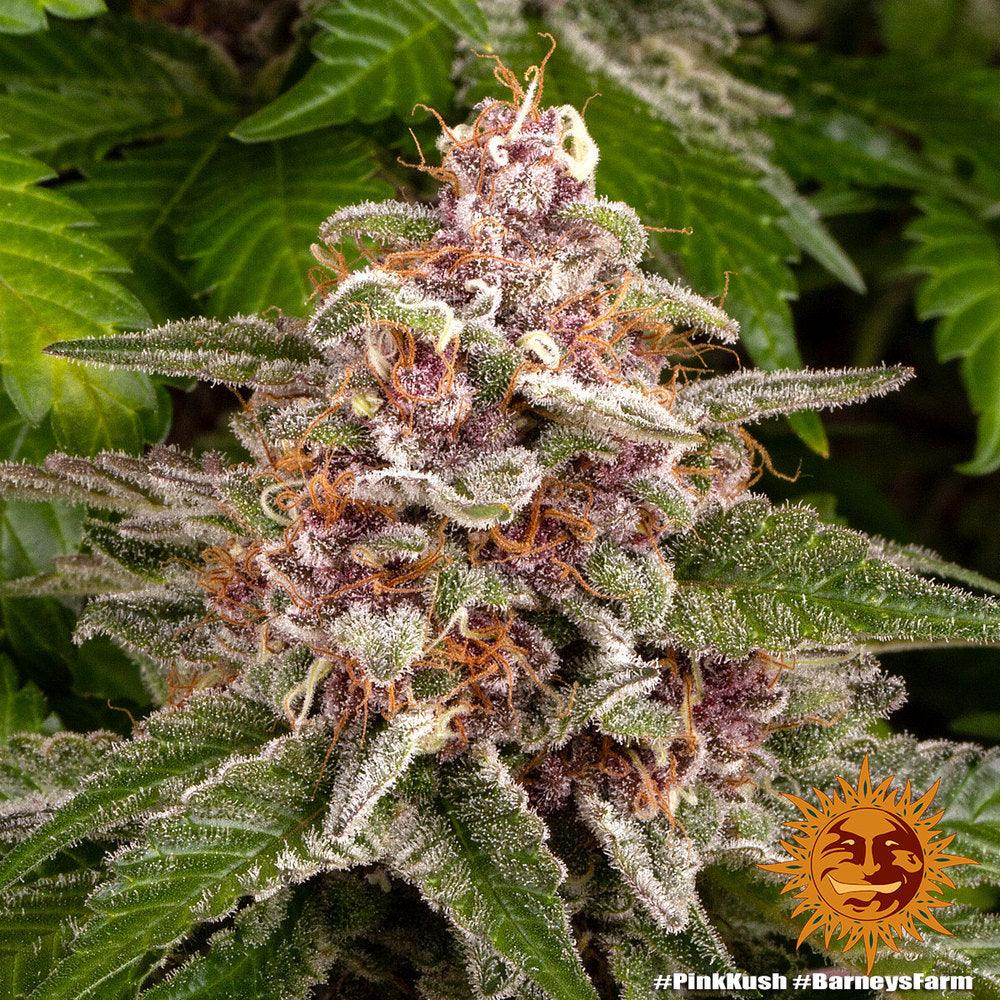 Seeds - Pink Kush - 24% THC - Indica - 3 seeds - D Vape Store